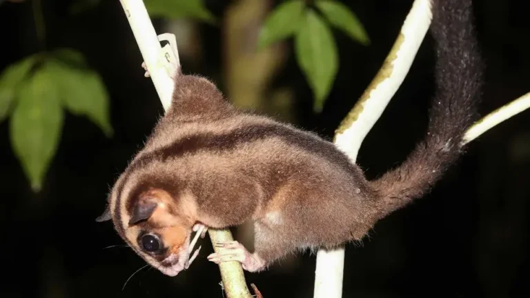 Two ‘Lazarus’ Marsupials Rediscovered After 6,000 Years in New Guinea Rainforests
