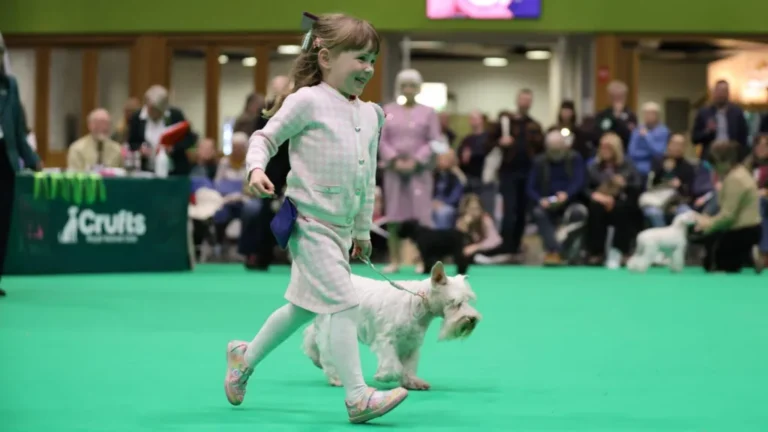 Four-Year-Old Welsh Wonder Secures Crufts Fifth Place, Edges Out Mum