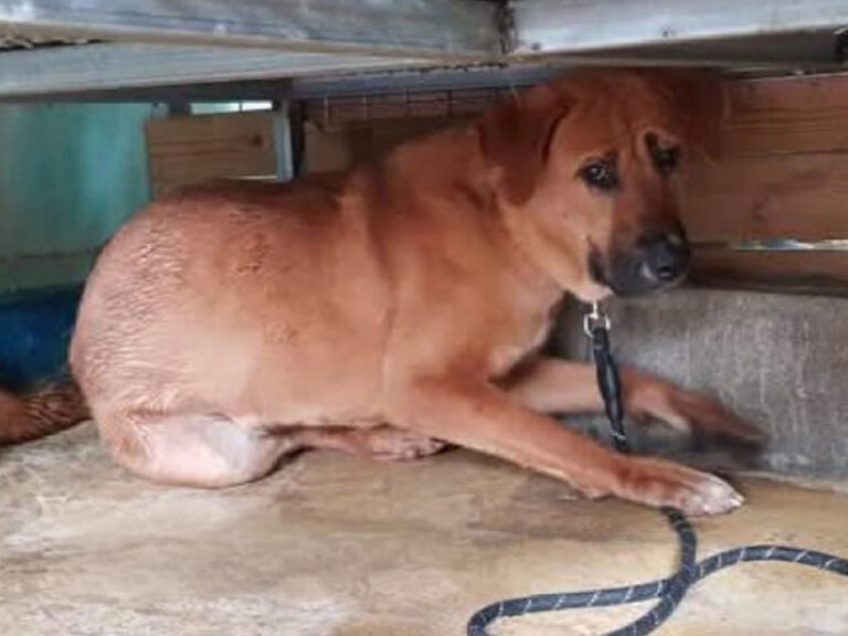 Dog Rescued From Meat Truck Waits Years Till Finally Getting Adopted