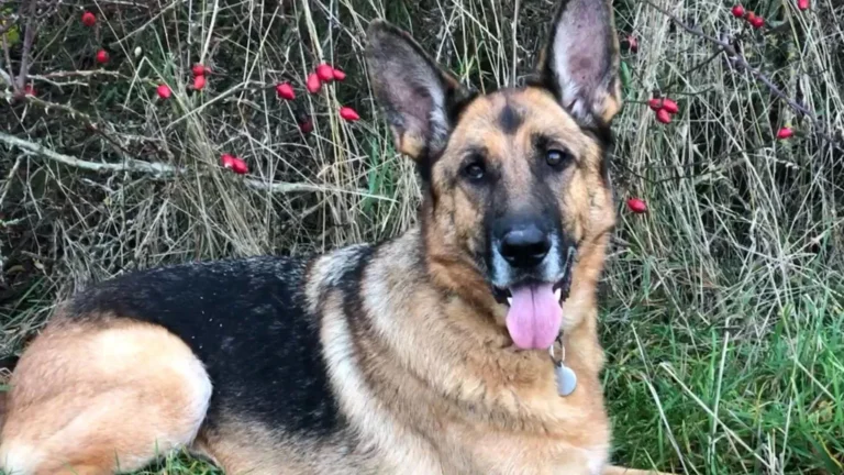 Hero German Shepherd’s Breath-Sniffing Instinct Uncovers Early Lung Cancer