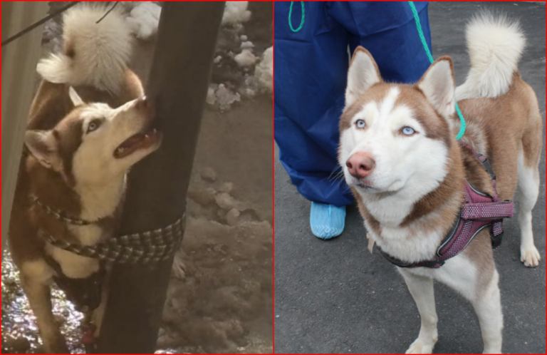 Husky Tied To a Pole And Found Beaten Finally Sees Hope After Rescue