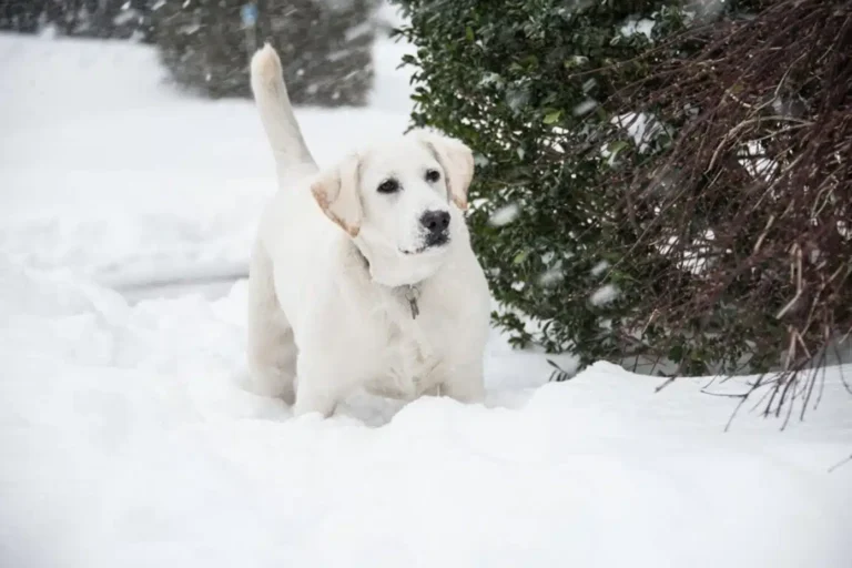 Dog Survives 9 Days on Snowy Mountain Summit Before Finally Being Rescued