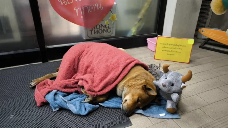 Dog Waiting for Dead Owner Outside a Store for Months Was Adopted by a Princess