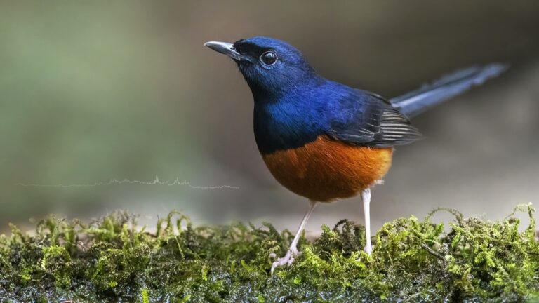 Indonesia’s Forests Fall Silent as Songbird Craze Claims Wild Murai Batu