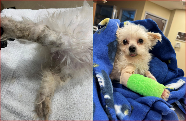 Abandoned Dog So Severely Matted That the Pet Needs an Amputation