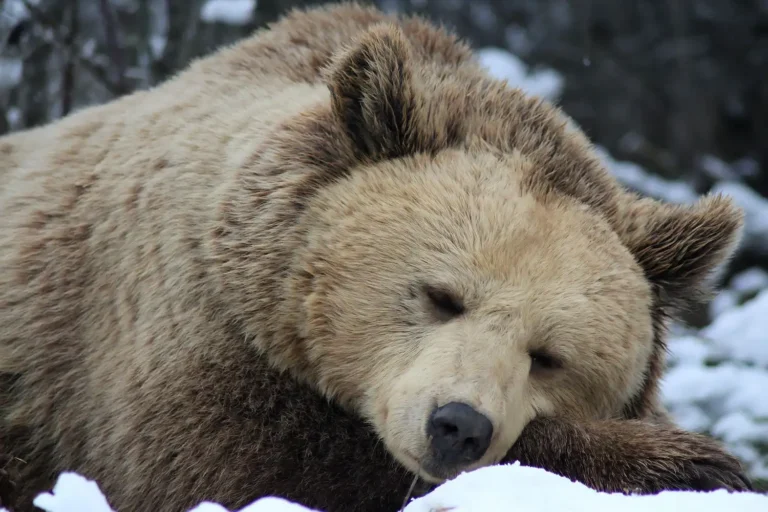 Bear Who Grew Up in a Tiny Cage to Entertain People Is Finally Free and Hibernating Again