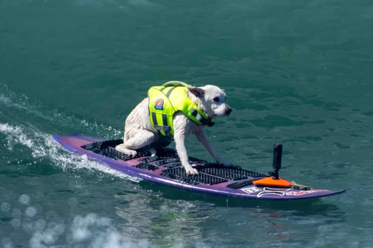 Beloved Surfing Dog Sugar Dies Aged 16 Just Weeks After Cancer Diagnosis