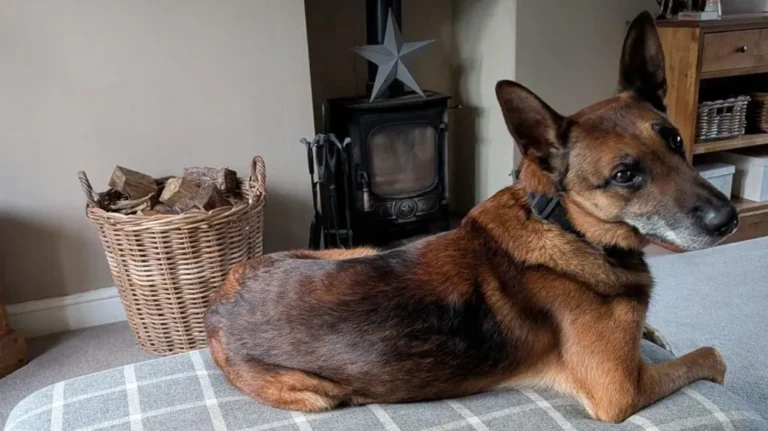 Humberside’s Oldest K9 Retires After Remarkable Nine-Year Career