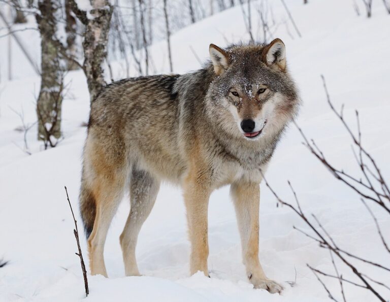 Wolf Bites Woman in Shocking Attack at Busy Shopping Center