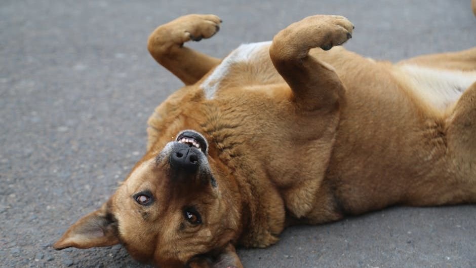 The Secret Language of Dog Tails: What Every Wag and Tuck Means Explained