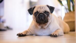 8 Dog Breeds That Are Prone to Weight Gain (And How to Keep Them Trim)