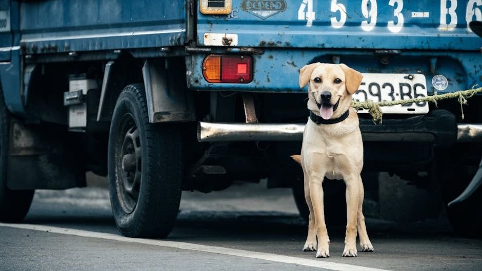 10 Everyday Sounds That Can Terrify Your Dog (And How to Help Them Cope)