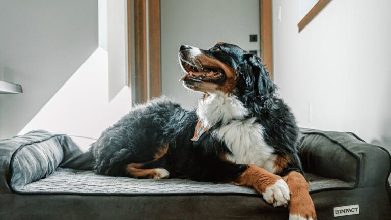 10 Friendly Dog Breeds That Would Even Ask Burglars For Belly Rubs
