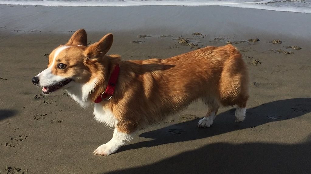 8 Ways Dogs Show They Are Annoyed at You