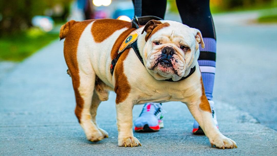 12 Dog Breeds (Big and Small) That Are Surprisingly Good with Cats and Other Household Pets