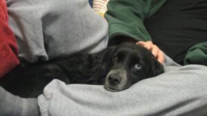 What Annoys Dogs the Most? The Surprising Truth