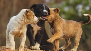 10 Common Mistakes Dog Owners Make That Can Accidentally Harm Their Pups