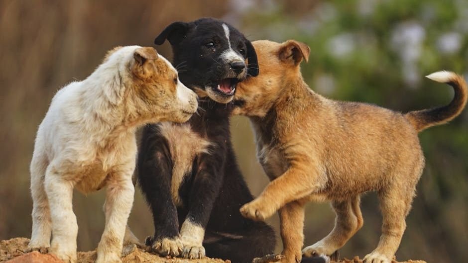 10 Common Mistakes Dog Owners Make That Can Accidentally Harm Their Pups