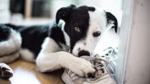 10 Signs Your Dog Feels Unsafe In Your Home