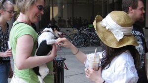 What Is Hello in Dog Language?