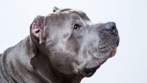 Freezing Pit Bull Elsa Thrown from Owner's Car Emerges as Shelter Sweetheart Still Awaiting Adoption