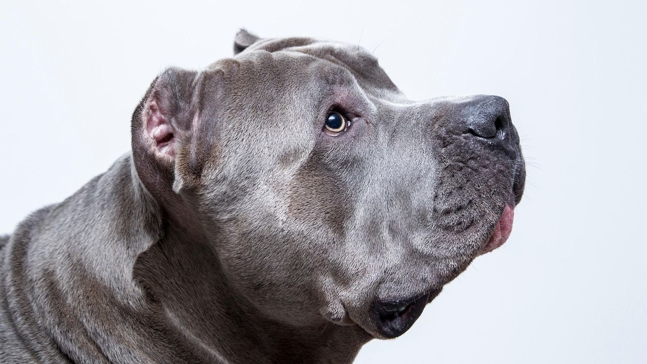 Freezing Pit Bull Elsa Thrown from Owner's Car Emerges as Shelter Sweetheart Still Awaiting Adoption