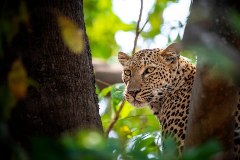 The moment conservation becomes personal: Stories highlighting the human heart of wildlife protection
