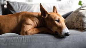 Does Your Dog Think He's Boss? Signs of an Alpha Dog
