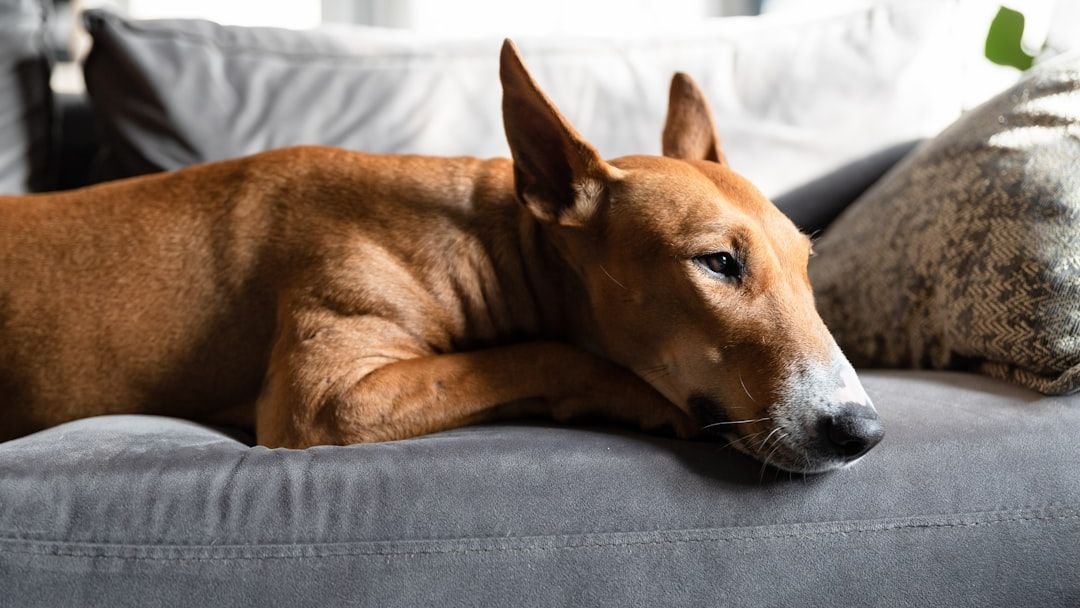 Does Your Dog Think He's Boss? Signs of an Alpha Dog