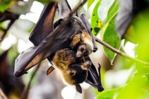 Australia’s flying foxes offer valuable services & deserve better reputation: Study
