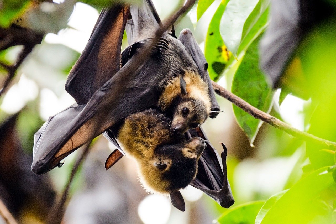 Australia’s flying foxes offer valuable services & deserve better reputation: Study