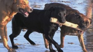 10 Things You Do That Can Break The Bond With Your Dog