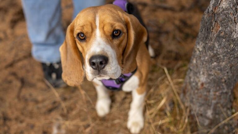 10 Dog Breeds That Just Cannot Adjust in Apartment Homes