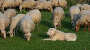 What's the Real Reason Your Dog 'Herds' You Around the House?