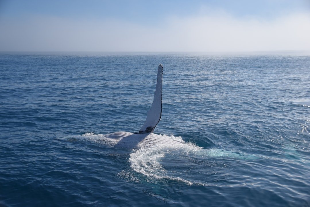 Watch: Windsurfer crashes into whale in San Francisco Bay