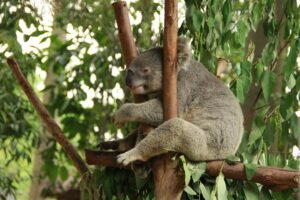 Update: Police Arrest 67-Year-Old Suspect After Koala Dragged By Vehicle In Victoria, Later Euthanized