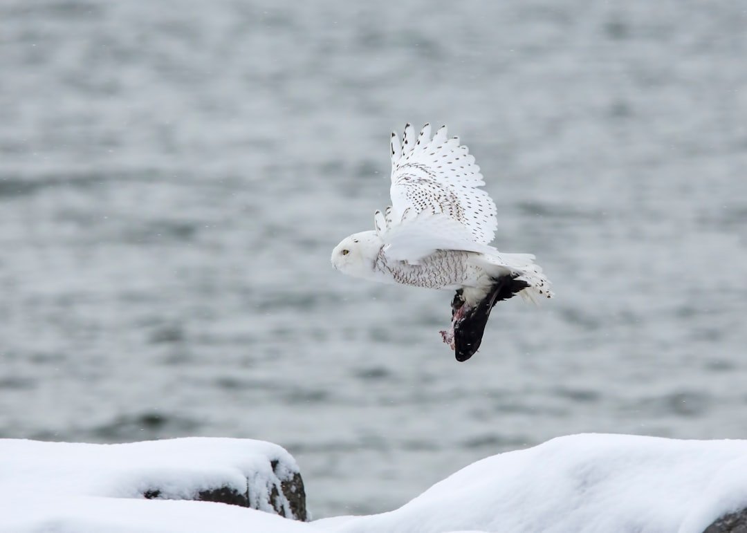 40 species, including snowy owl, added to UN list for greater protections