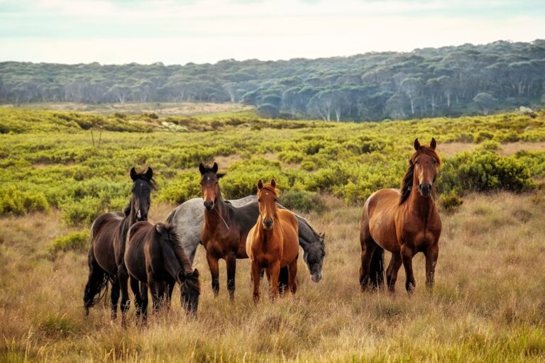 Record 91 Lawmakers Push To End Cruel Wild Horse Helicopter Roundups & Call For Wider Overhaul