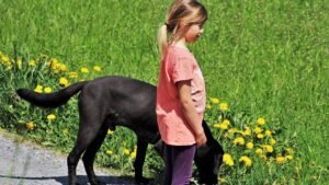 How to Know if a Dog Thinks You're His Master