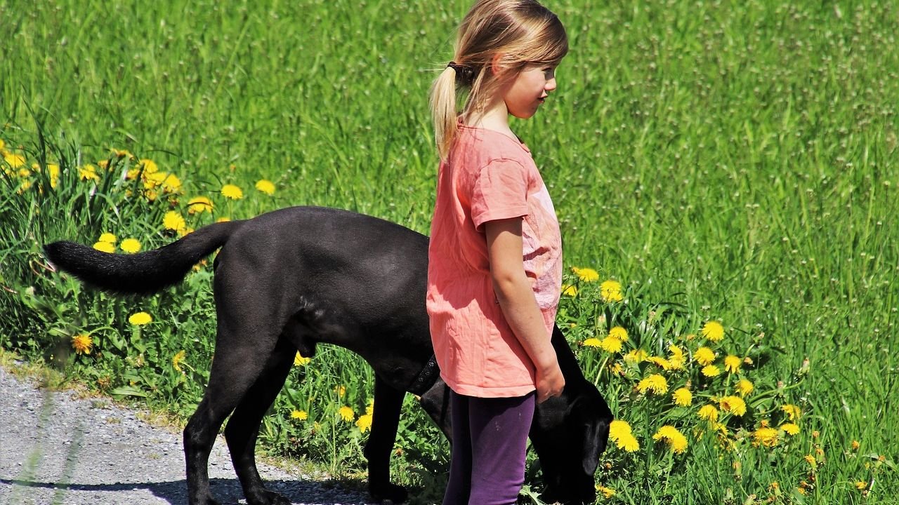 How to Know if a Dog Thinks You're His Master