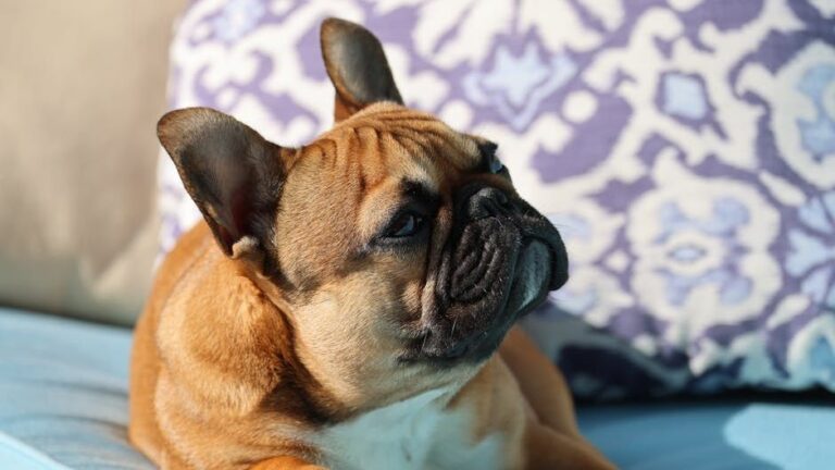 10 Dog Breeds Calm Enough To Make A Senior's Retirement Years a Happy One