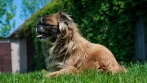 10 Dog Breeds That Are Surprisingly Hard to Train Despite Their Intelligence