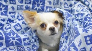 12 Dog Breeds That Will Drive You Crazy With Their Constant Barking