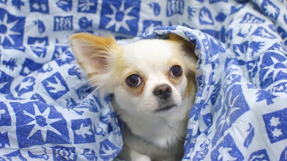 12 Dog Breeds That Will Drive You Crazy With Their Constant Barking