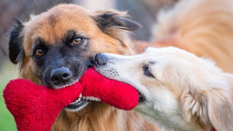 12 Ways Dogs Quietly Prepare You Before Crossing The Rainbow Bridge
