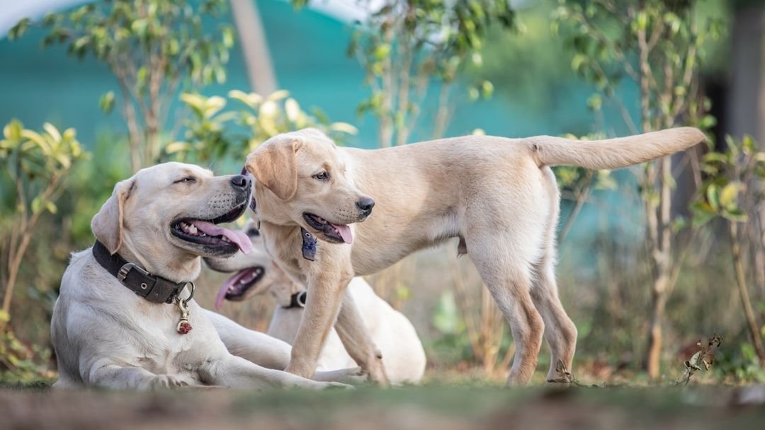 10 Dog Breeds That Are So Affectionate They'll Never Leave Your Side