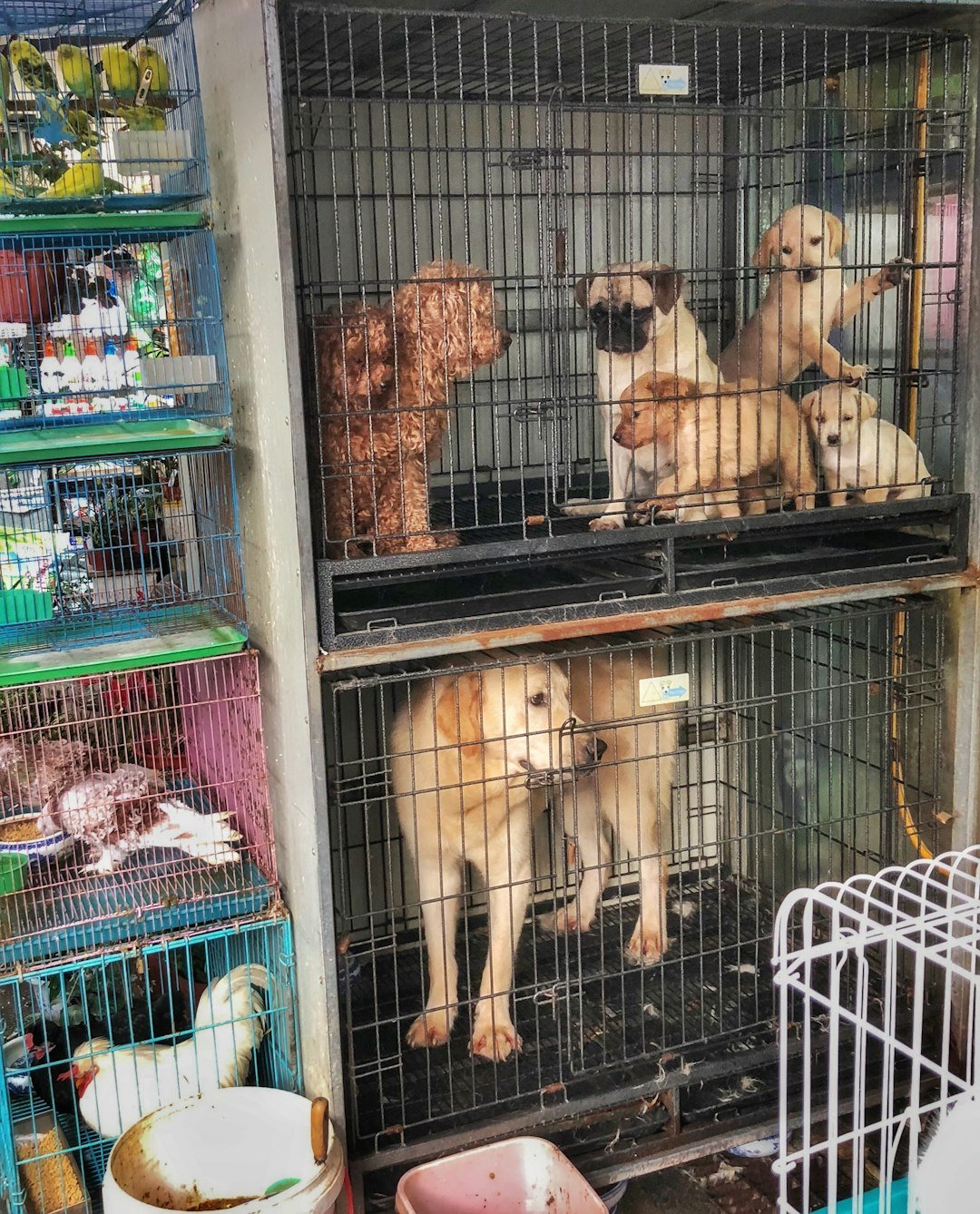 2 arrested for animal cruelty after 35 dogs found at Las Vegas business