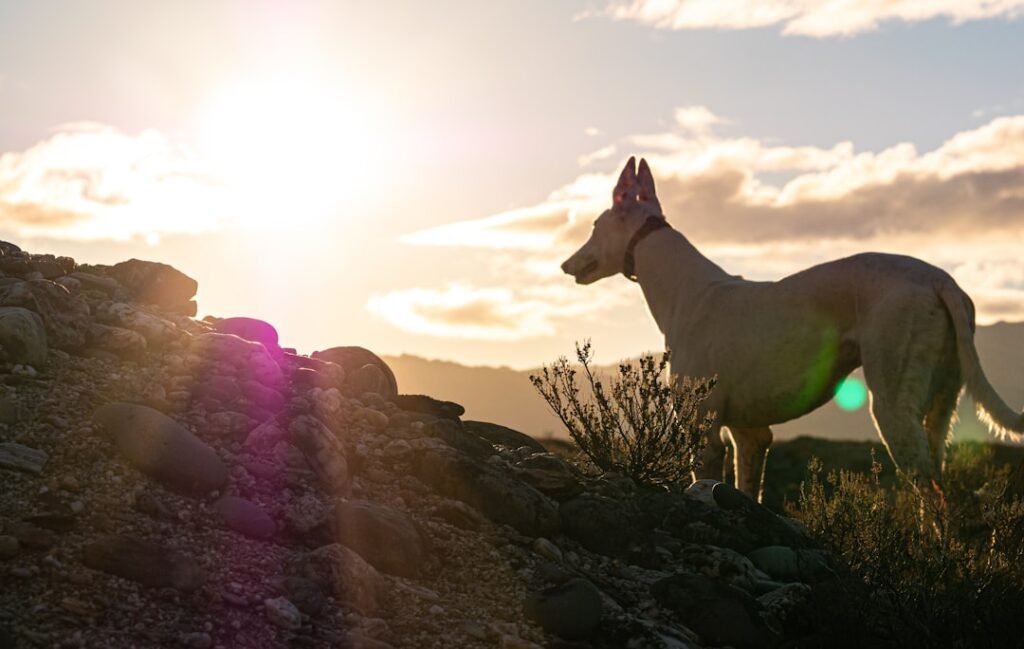 New Studies of Old Dogs Help Scientists Understand Where They Came From