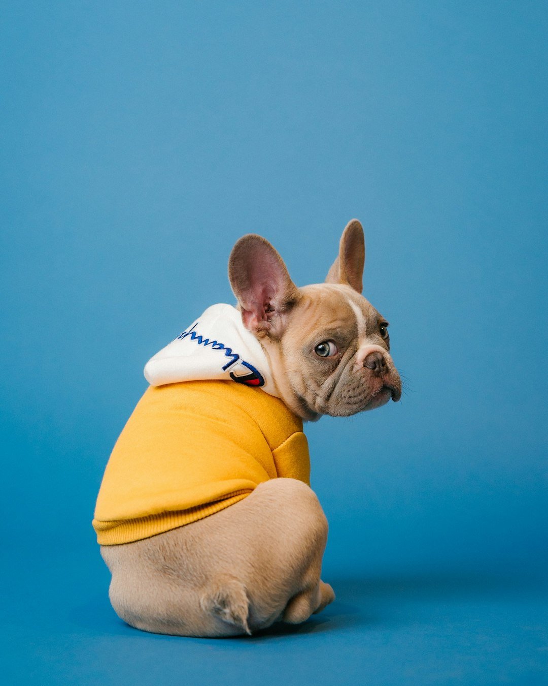 The French Bulldog's Popularity Comes at a Price