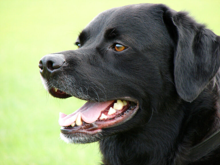 2025's Most Popular Dog Breeds by City